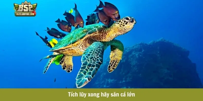 Tích lũy xong hãy săn cá lớn