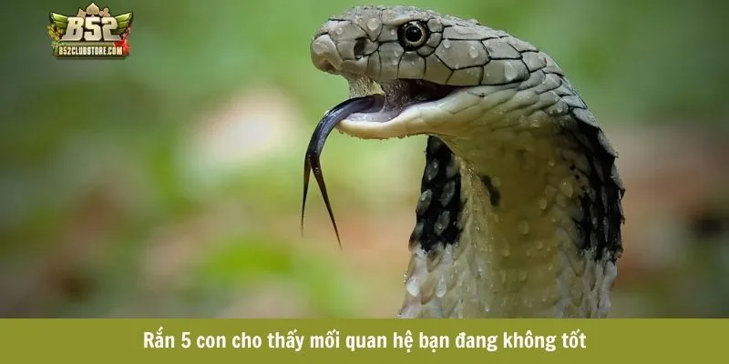 Rắn 5 con cho thấy mối quan hệ bạn đang không tốt