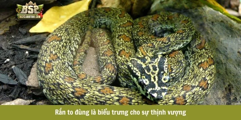 Rắn to đùng là biểu trưng cho sự thịnh vượng